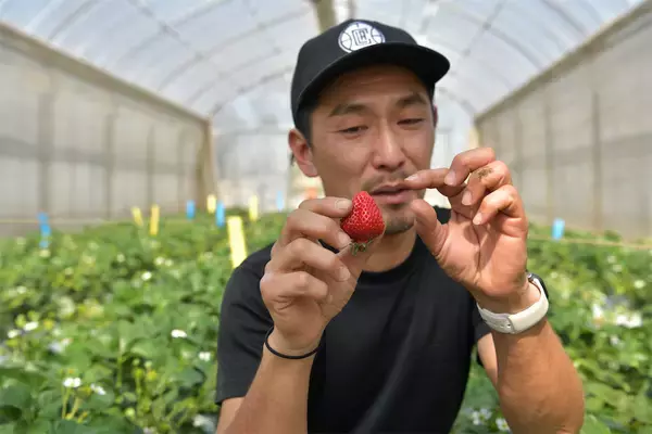 「【いちごの選び方！農家直伝】きれいな形のものより、ゴツゴツ台形の“コワオモテいちご”が甘～いって本当⁉」の画像