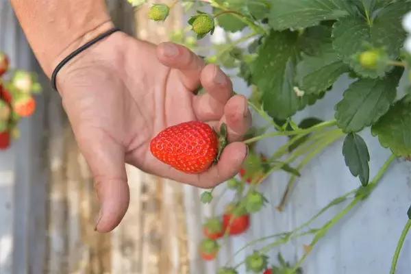 「【いちごの選び方！農家直伝】きれいな形のものより、ゴツゴツ台形の“コワオモテいちご”が甘～いって本当⁉」の画像