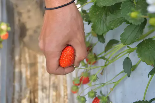 「【いちごの選び方！農家直伝】きれいな形のものより、ゴツゴツ台形の“コワオモテいちご”が甘～いって本当⁉」の画像