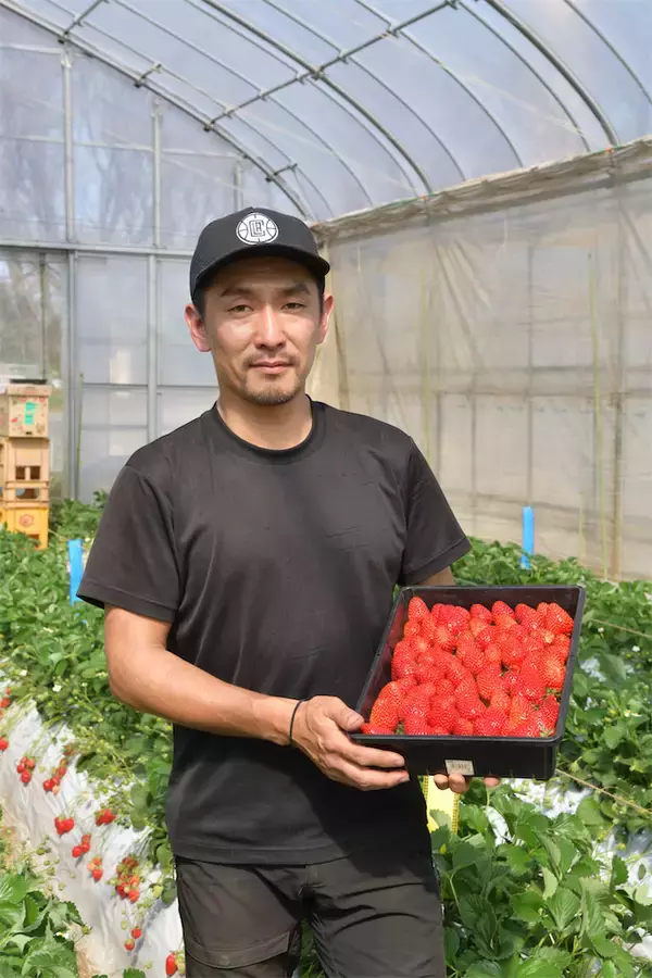 「【いちごの選び方！農家直伝】きれいな形のものより、ゴツゴツ台形の“コワオモテいちご”が甘～いって本当⁉」の画像