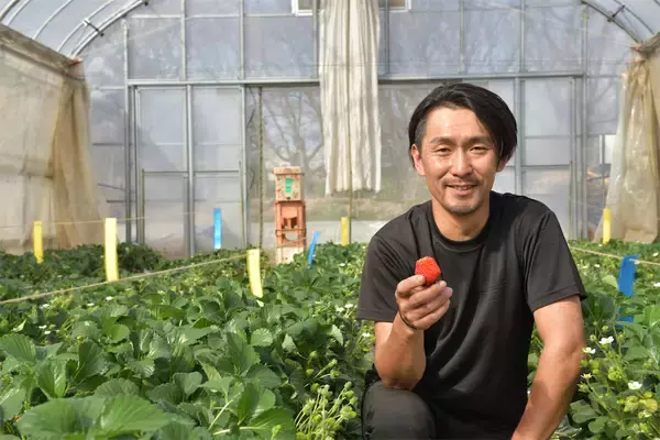 「【いちごの選び方！農家直伝】きれいな形のものより、ゴツゴツ台形の“コワオモテいちご”が甘～いって本当⁉」の画像