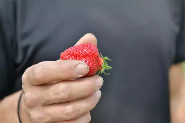 「【いちごの選び方！農家直伝】きれいな形のものより、ゴツゴツ台形の“コワオモテいちご”が甘～いって本当⁉」の画像
