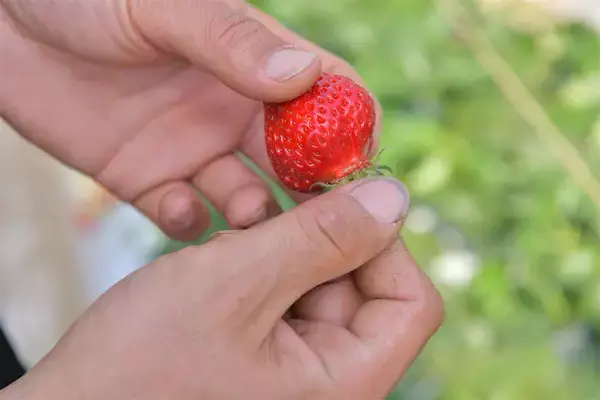「【いちごの選び方！農家直伝】きれいな形のものより、ゴツゴツ台形の“コワオモテいちご”が甘～いって本当⁉」の画像