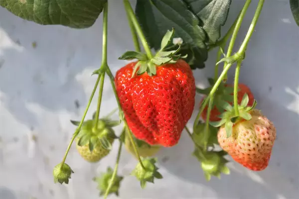 「【いちごの選び方！農家直伝】きれいな形のものより、ゴツゴツ台形の“コワオモテいちご”が甘～いって本当⁉」の画像