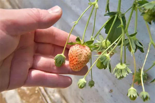 「【いちごの選び方！農家直伝】きれいな形のものより、ゴツゴツ台形の“コワオモテいちご”が甘～いって本当⁉」の画像