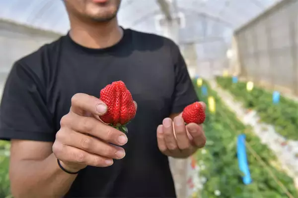 「【いちごの選び方！農家直伝】きれいな形のものより、ゴツゴツ台形の“コワオモテいちご”が甘～いって本当⁉」の画像
