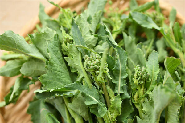 農家直伝 珍しい野菜のトリセツ のらぼう菜 って何 ビタミンcはほうれん草の2倍 その味や特徴は 22年4月26日 エキサイトニュース