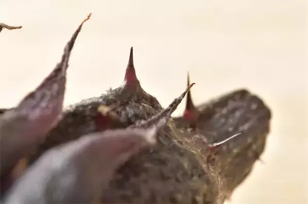 【青髪のテツ】なすは傷ついて尖ってる中二病（!?）なヤツほどウマい!?意外な選び方を伝授！【超使える野菜講座】