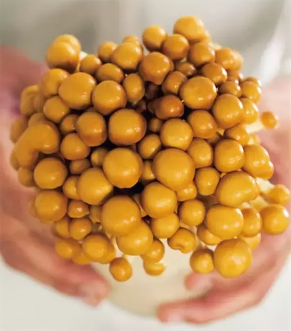 【田園日記～農と人の物語～ Vol.31】震災を乗り越えて生産再開。ぷりぷり食感の「ナメコ」