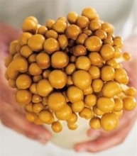 【田園日記～農と人の物語～ Vol.31】震災を乗り越えて生産再開。ぷりぷり食感の「ナメコ」