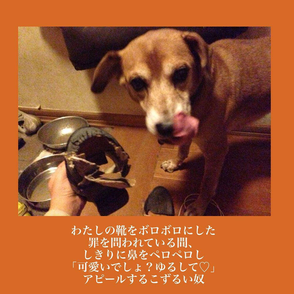 【完全一致】シラを切る達人だった愛犬の思い出…うちの誰かさんとそっくりそのままだった話【momoの漫画】