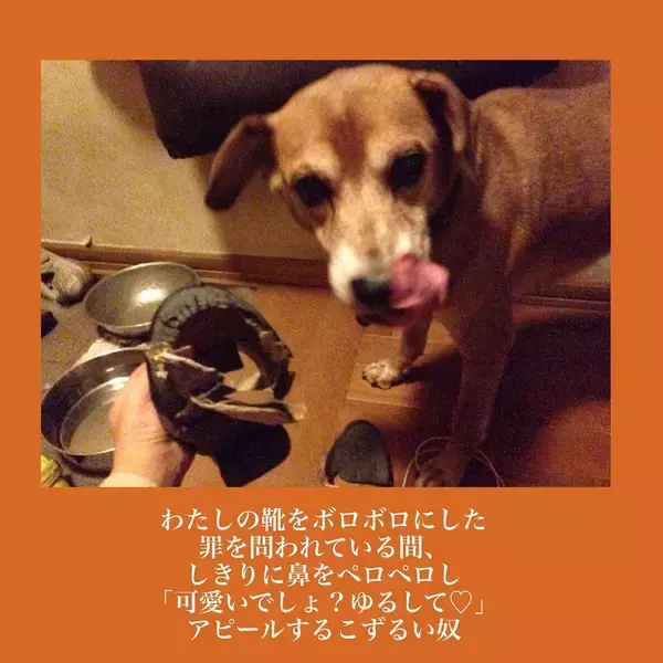 「【完全一致】シラを切る達人だった愛犬の思い出…うちの誰かさんとそっくりそのままだった話【momoの漫画】」の画像