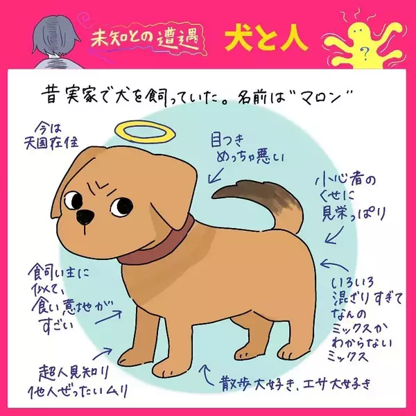 「【完全一致】シラを切る達人だった愛犬の思い出…うちの誰かさんとそっくりそのままだった話【momoの漫画】」の画像