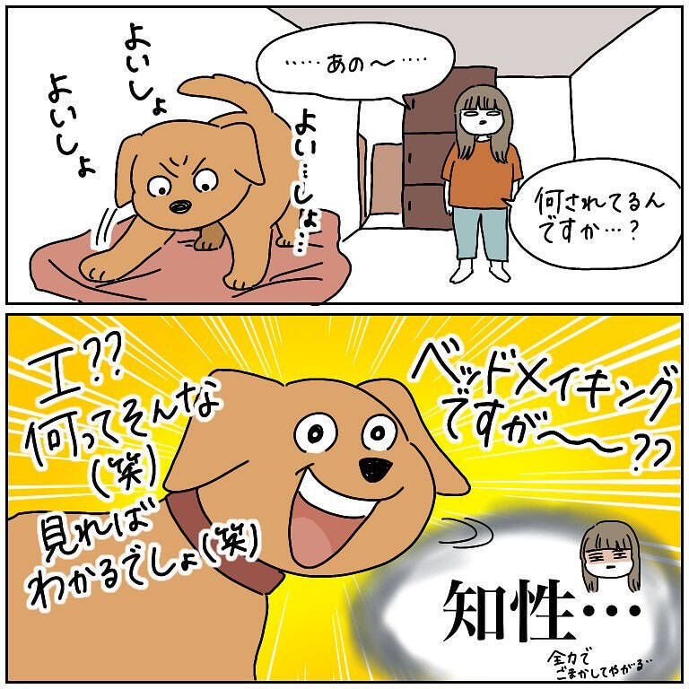 【完全一致】シラを切る達人だった愛犬の思い出…うちの誰かさんとそっくりそのままだった話【momoの漫画】