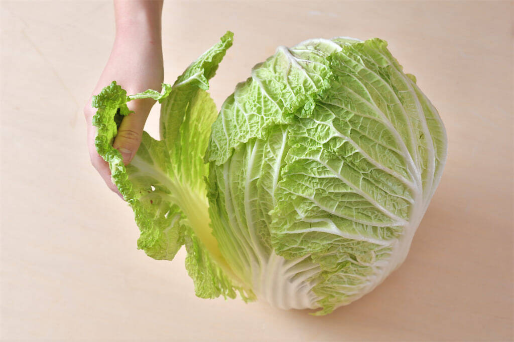 【青髪のテツ】白菜の"葉の間"を超カンタンに洗う裏ワザ「根元からパキっと！」万が一の汚れを一網打尽♪