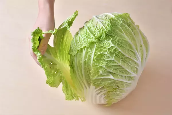 「【青髪のテツ】白菜の"葉の間"を超カンタンに洗う裏ワザ「根元からパキっと！」万が一の汚れを一網打尽♪」の画像