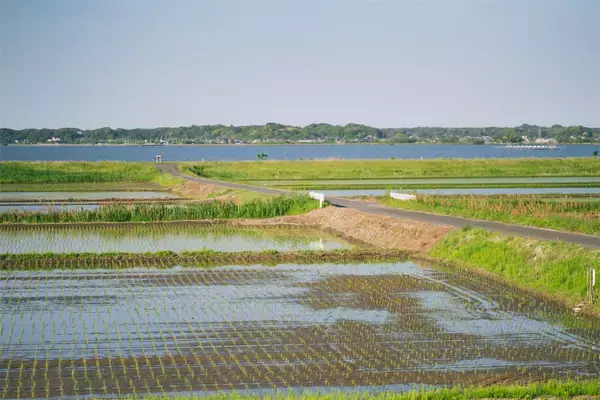 「【田園日記～農と人の物語～】シャキシャキとした食感が心地よい「みず菜」」の画像