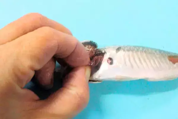 「【初心者が小アジの下処理してみたら…】「小アジの南蛮漬け」手作りチャレンジ！苦労の甲斐あるカリカリ旨味♪」の画像