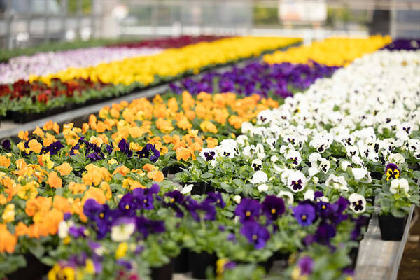 花農家直伝 パンジーとビオラの寄せ植え 道具は100均グッズだけ ハードル低めで初心者でもマネしやすいわ 22年2月23日 エキサイトニュース