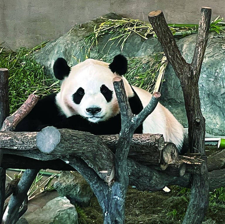 【シニア世代こそ推し活】動物のかわいい姿にキュン♡「動物園」の人気者から「SNS上のペット」まで推せる！