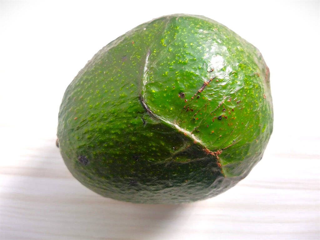 【新常識】アボカドは「緑色」を選ぶのが正解!?買った後の保存は…え、そんな方法で？【農家直伝】