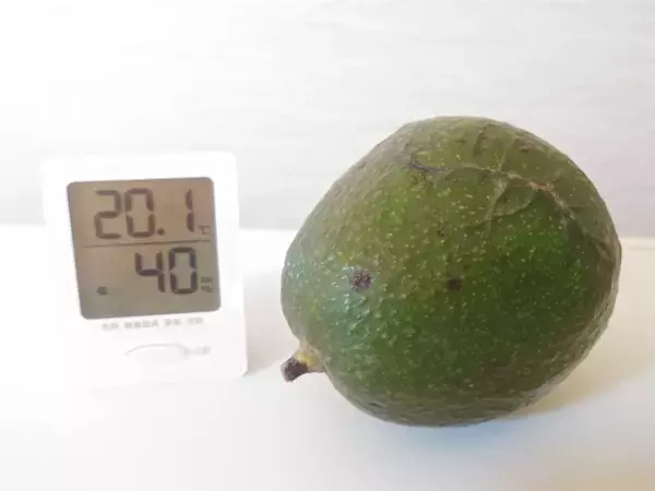 「【新常識】アボカドは「緑色」を選ぶのが正解!?買った後の保存は…え、そんな方法で？【農家直伝】」の画像