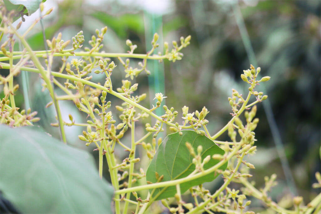 【新常識】アボカドは「緑色」を選ぶのが正解!?買った後の保存は…え、そんな方法で？【農家直伝】