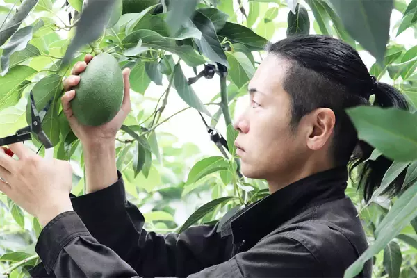 「【新常識】アボカドは「緑色」を選ぶのが正解!?買った後の保存は…え、そんな方法で？【農家直伝】」の画像