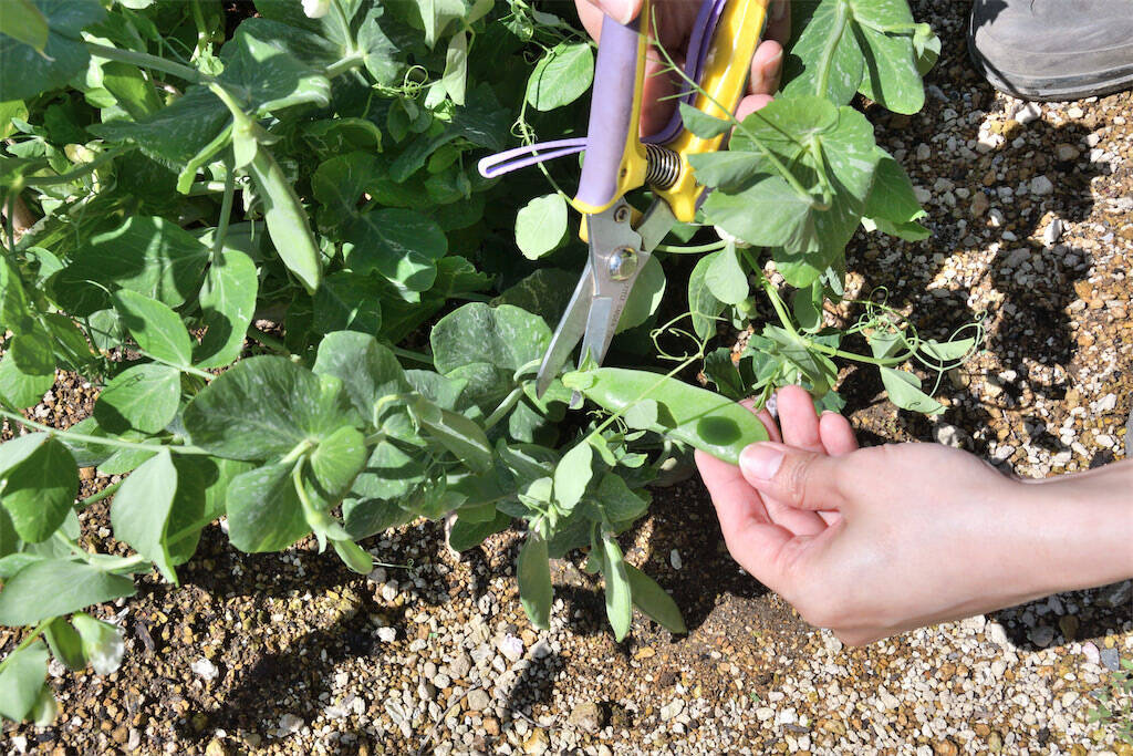 【にちにち農ガール】ザ・ラスト農作業！春の「豆」を収穫＆いただきます♪1年間の活動を経て新たな感情が…