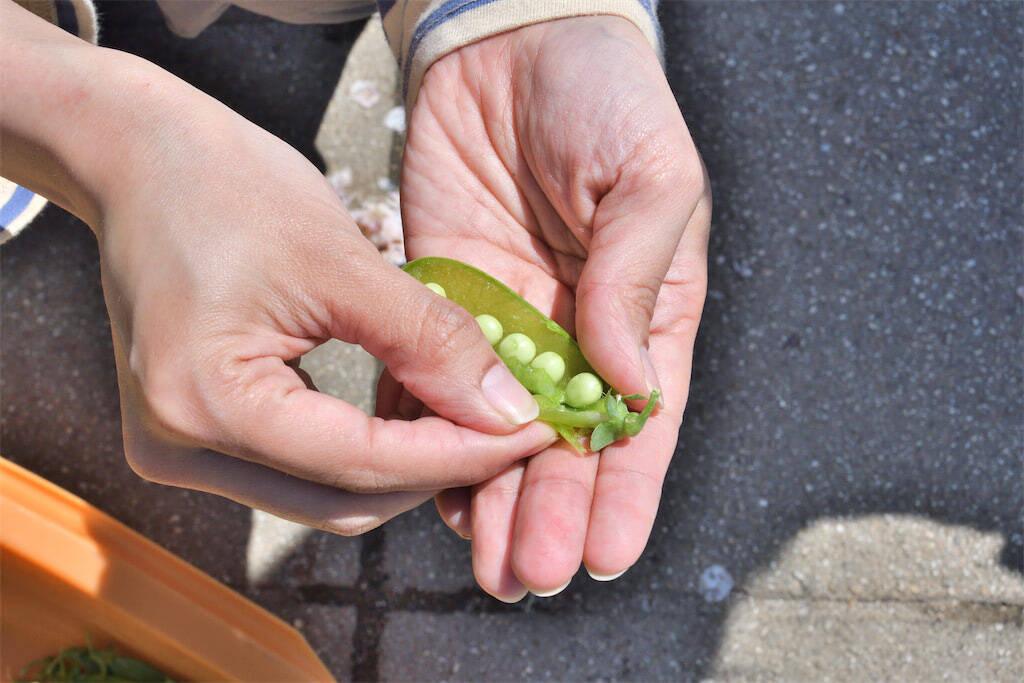 【にちにち農ガール】ザ・ラスト農作業！春の「豆」を収穫＆いただきます♪1年間の活動を経て新たな感情が…