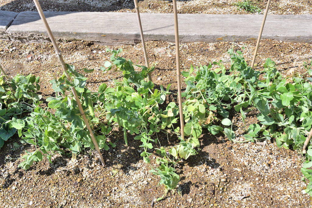 【にちにち農ガール】ザ・ラスト農作業！春の「豆」を収穫＆いただきます♪1年間の活動を経て新たな感情が…