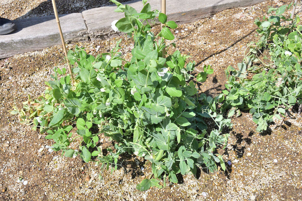 【にちにち農ガール】ザ・ラスト農作業！春の「豆」を収穫＆いただきます♪1年間の活動を経て新たな感情が…