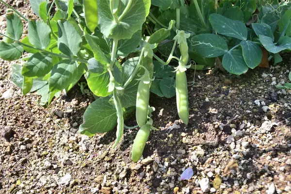 「【にちにち農ガール】ザ・ラスト農作業！春の「豆」を収穫＆いただきます♪1年間の活動を経て新たな感情が…」の画像