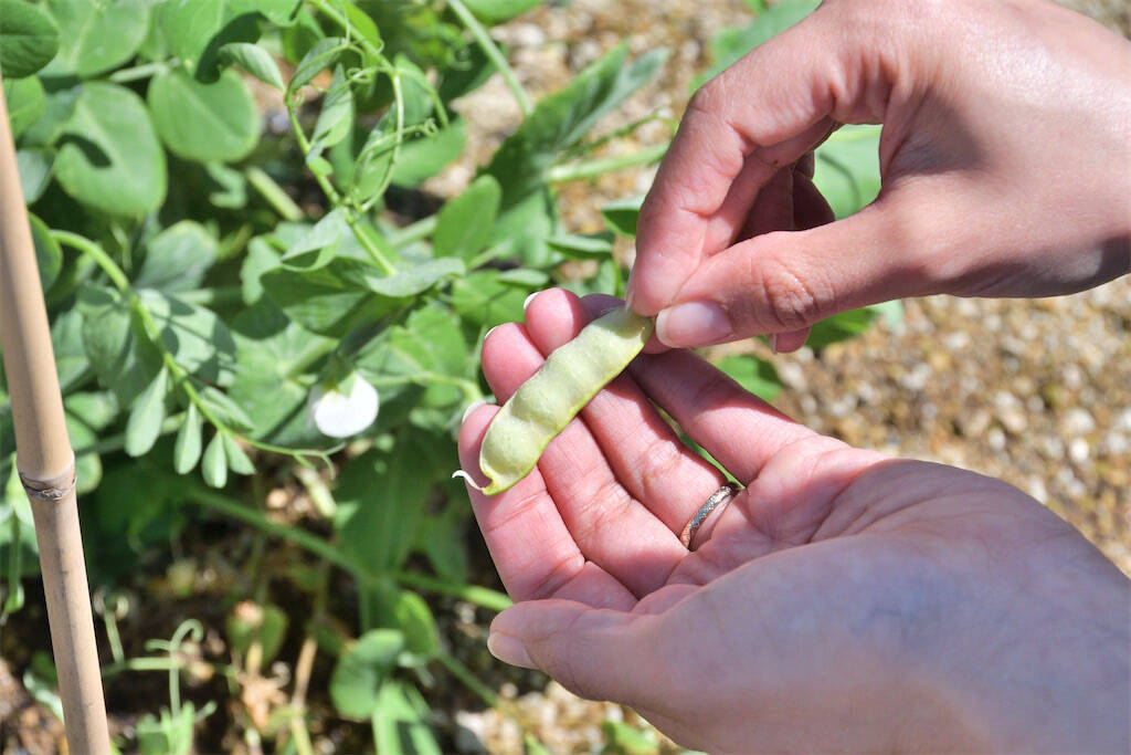 【にちにち農ガール】ザ・ラスト農作業！春の「豆」を収穫＆いただきます♪1年間の活動を経て新たな感情が…