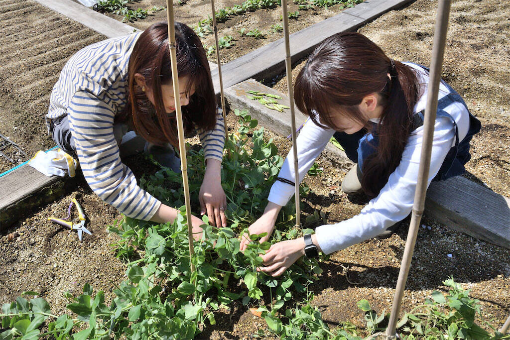 【にちにち農ガール】ザ・ラスト農作業！春の「豆」を収穫＆いただきます♪1年間の活動を経て新たな感情が…