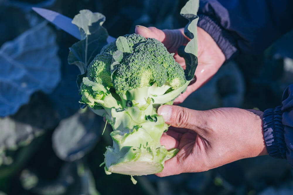 【農家がビビッときたパスタ】ごろごろブロッコリーが主役の「ペペロンチーノ」を紹介♪新鮮ならもう最強♡