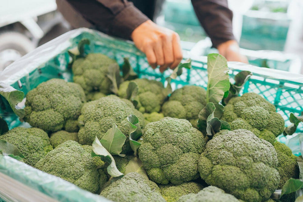 【農家がビビッときたパスタ】ごろごろブロッコリーが主役の「ペペロンチーノ」を紹介♪新鮮ならもう最強♡