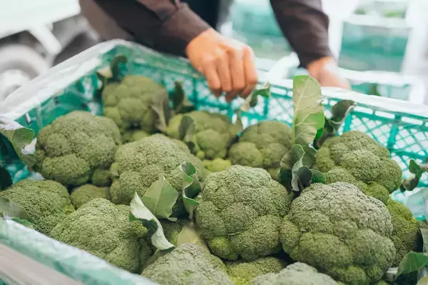 「【農家がビビッときたパスタ】ごろごろブロッコリーが主役の「ペペロンチーノ」を紹介♪新鮮ならもう最強♡」の画像