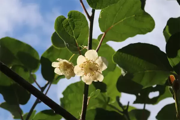「【果物クイズ】甘くてジューシーなキウイは「濃い茶色」「毛が多い」「形が平べったい」のどれ？【農家が回答】」の画像