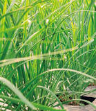 「【田園日記～農と人の物語～ Vol.27】冬から春にかけ、幅広で肉厚になる「鹿沼にら」」の画像1