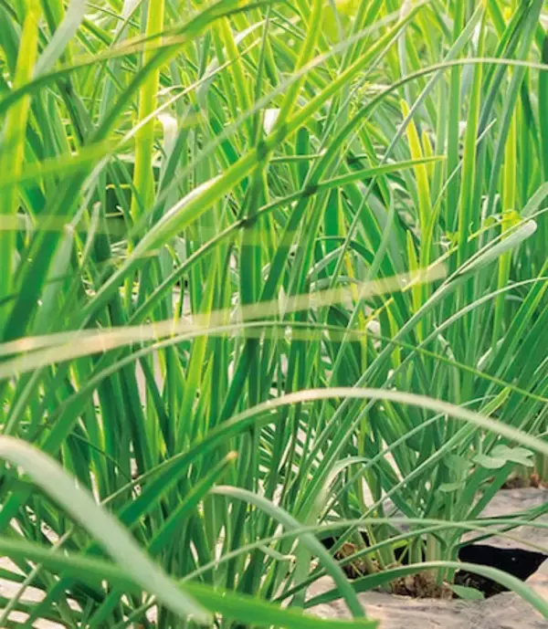 【田園日記～農と人の物語～ Vol.27】冬から春にかけ、幅広で肉厚になる「鹿沼にら」