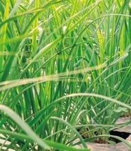 【田園日記～農と人の物語～ Vol.27】冬から春にかけ、幅広で肉厚になる「鹿沼にら」