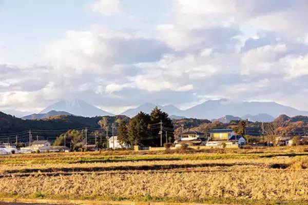 「【田園日記～農と人の物語～ Vol.27】冬から春にかけ、幅広で肉厚になる「鹿沼にら」」の画像