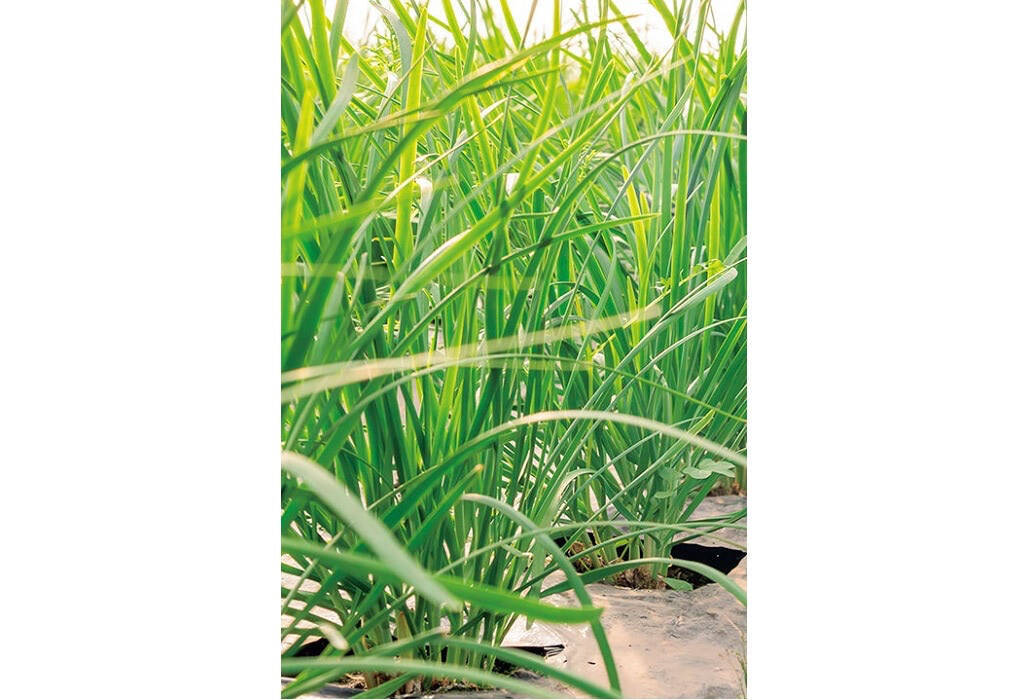 【田園日記～農と人の物語～ Vol.27】冬から春にかけ、幅広で肉厚になる「鹿沼にら」