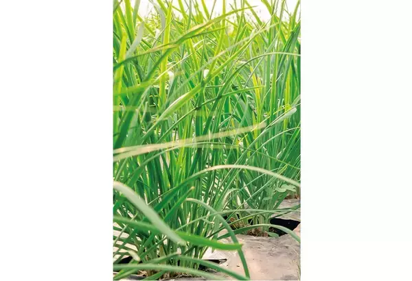 「【田園日記～農と人の物語～ Vol.27】冬から春にかけ、幅広で肉厚になる「鹿沼にら」」の画像