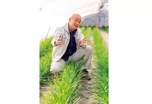 「【田園日記～農と人の物語～ Vol.27】冬から春にかけ、幅広で肉厚になる「鹿沼にら」」の画像