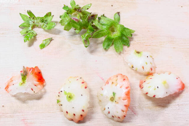 食卓に春の風吹く♡「いちごドレッシング」作ってみた♪鮮やかな赤×華やかな香り×フルーティな味わい♡