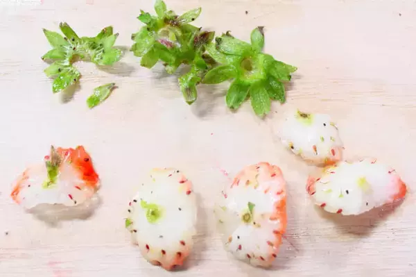 「食卓に春の風吹く♡「いちごドレッシング」作ってみた♪鮮やかな赤×華やかな香り×フルーティな味わい♡」の画像