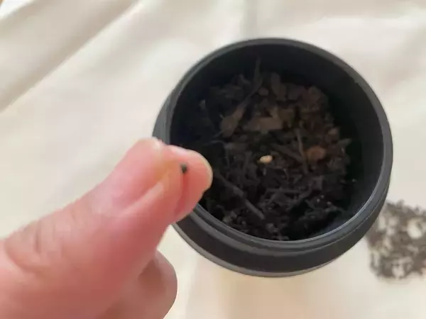 「【ダイソー】こちらカフェのTO GOカップじゃありません！ハンディサイズのプランターで家庭菜園に挑戦！」の画像