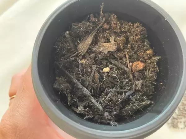 「【ダイソー】こちらカフェのTO GOカップじゃありません！ハンディサイズのプランターで家庭菜園に挑戦！」の画像